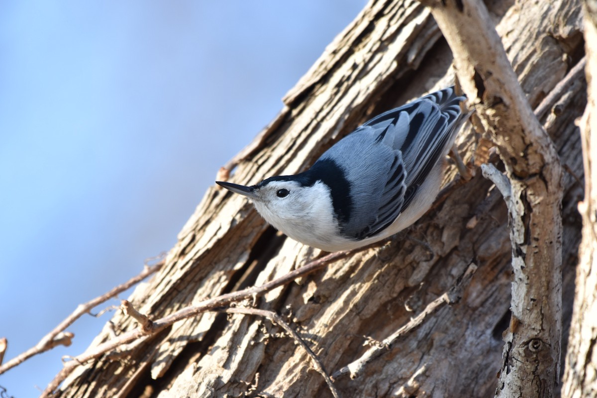 White-breasted Nuthatch - ML195572721
