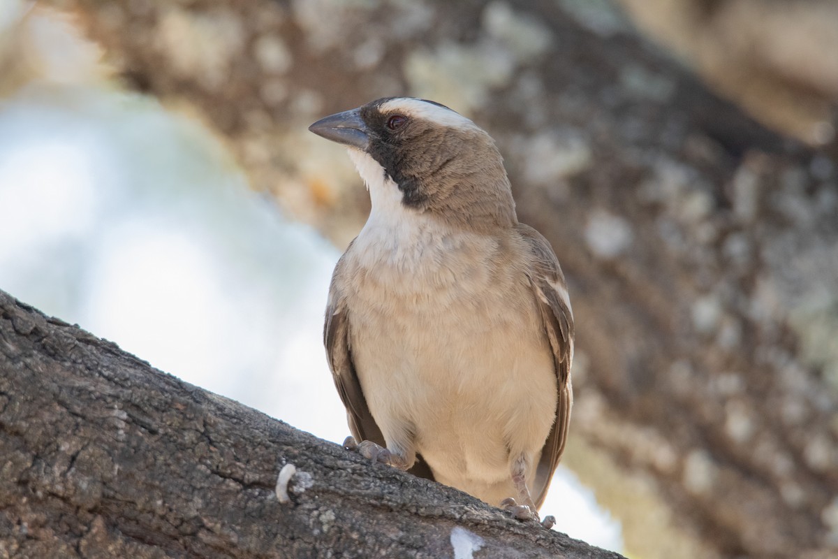 White-browed Sparrow-Weaver - ML195579651