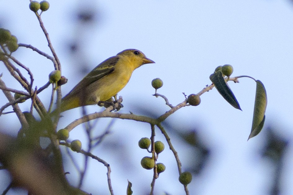 Western Tanager - ML195585481
