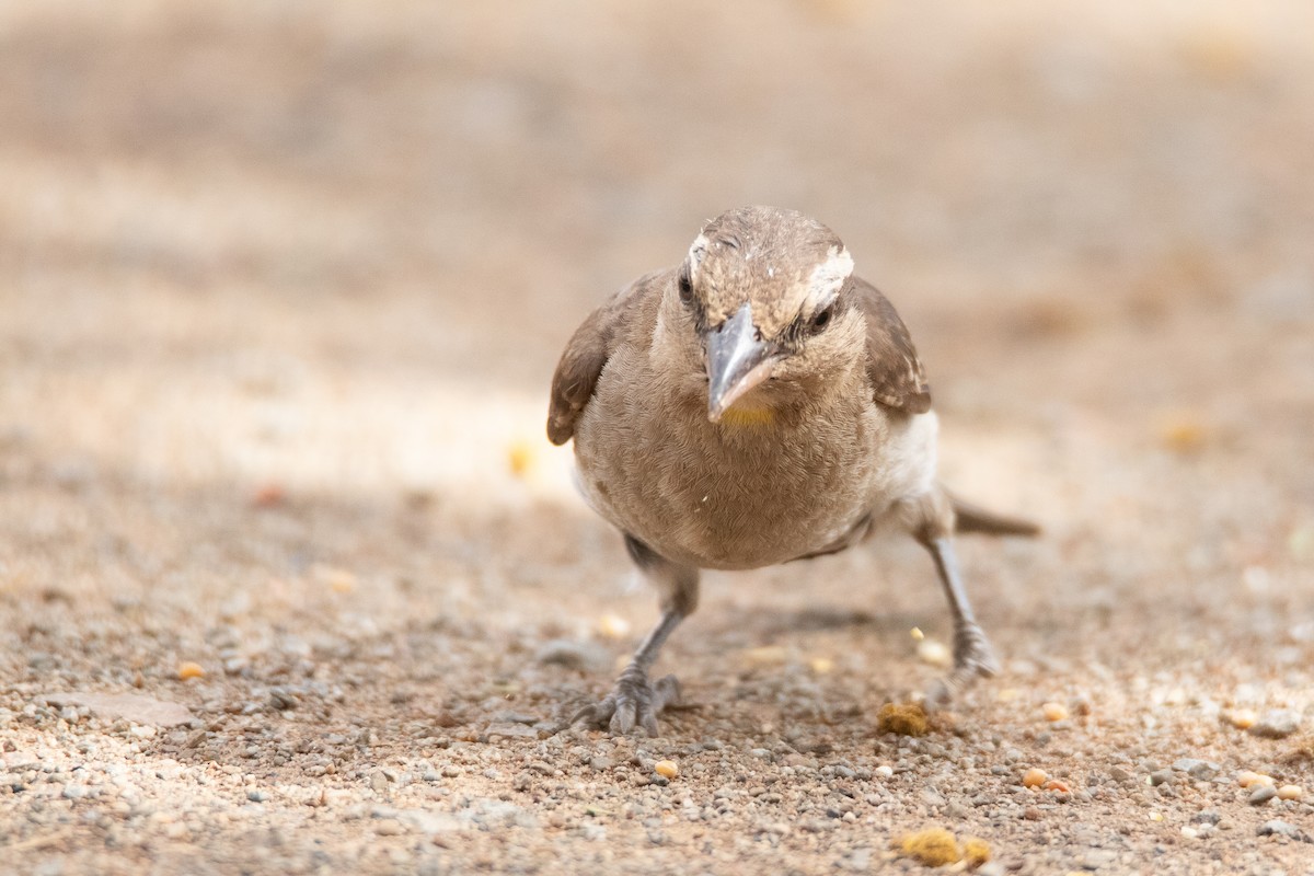 Yellow-throated Bush Sparrow - ML195586621