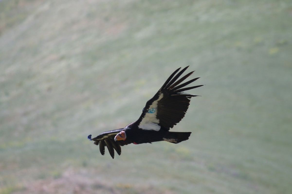 Condor de Californie - ML195587351