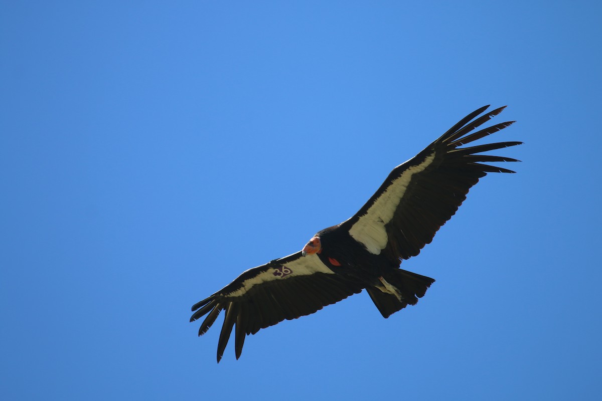 Condor de Californie - ML195587381