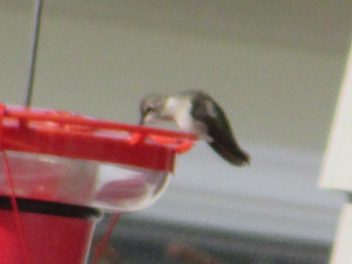 Black-chinned Hummingbird - ML195591051