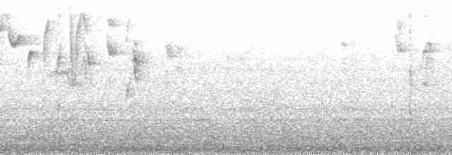 Светлобровая пипира (chrysophrys) - ML195592