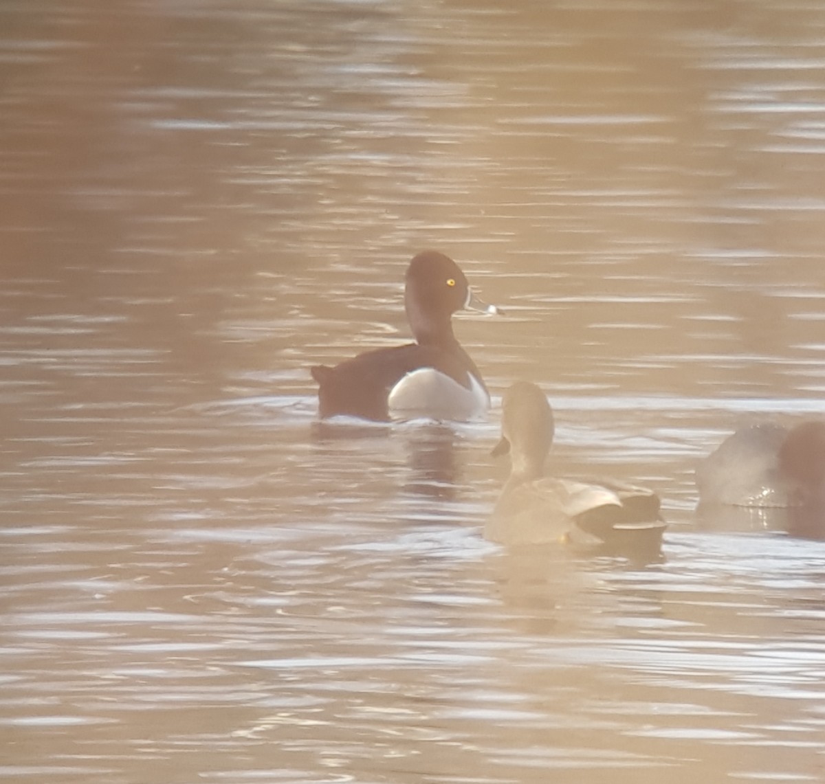 Ring-necked Duck - ML195592581