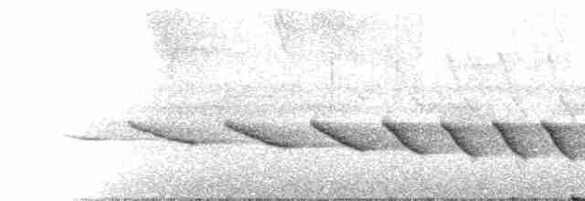 Paruline des rives (mesoleuca) - ML195601