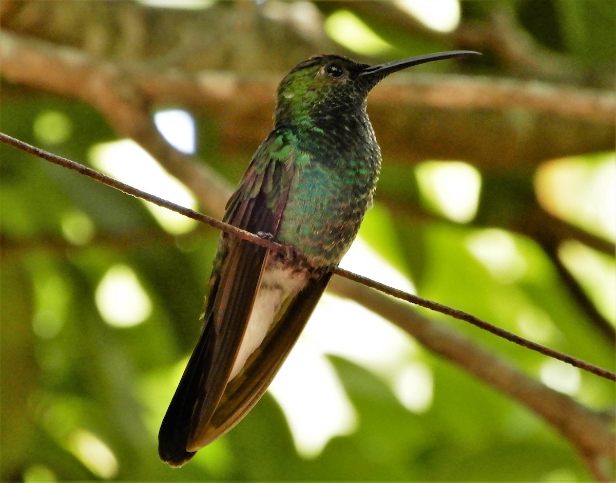 kolibřík bělořitý - ML195603431