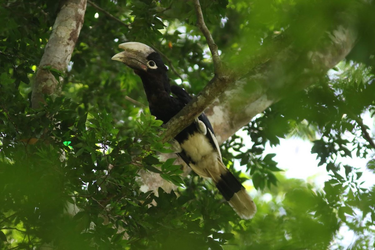 White-thighed Hornbill - Peter Alfrey