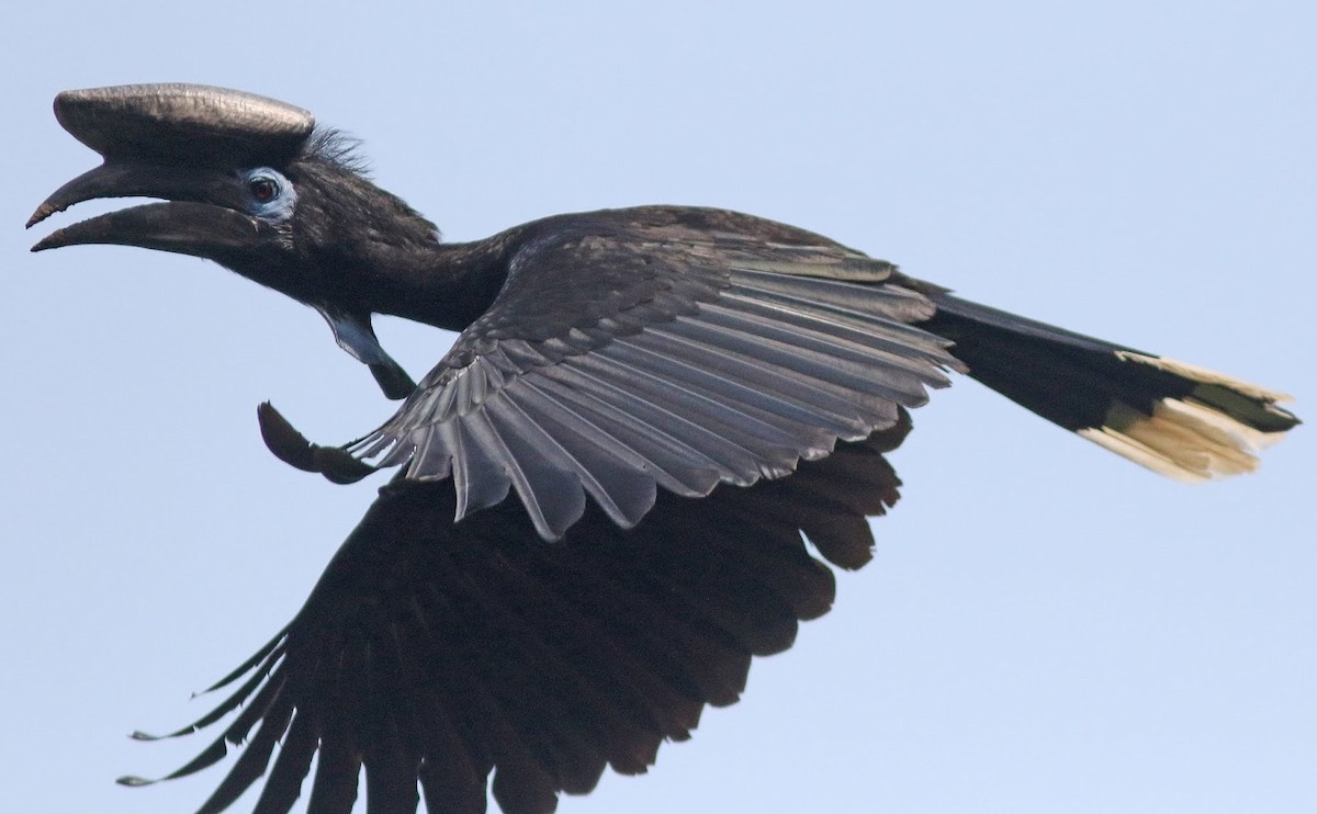 Black-casqued Hornbill - Peter Alfrey