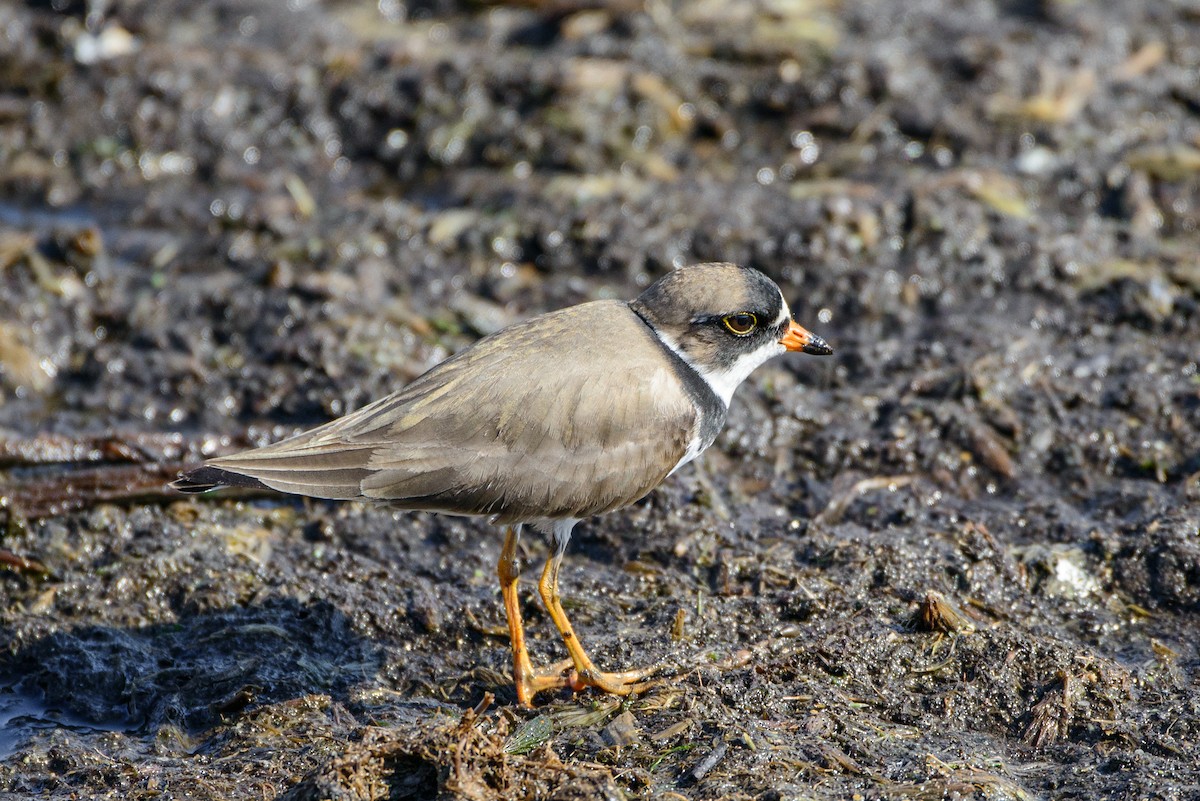 Semipalmated Plover - Vicki St Germaine