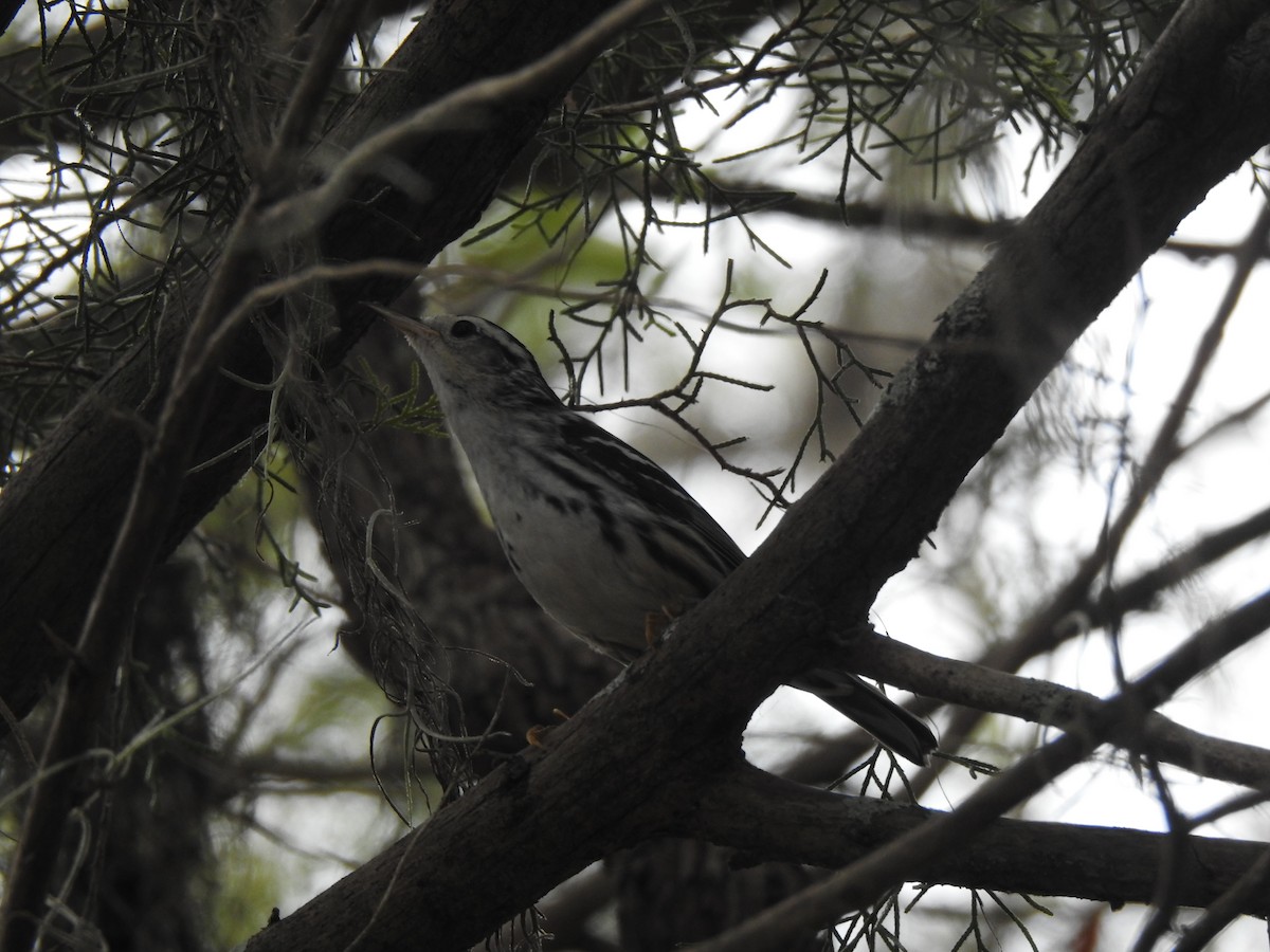 Black-and-white Warbler - ML195615021