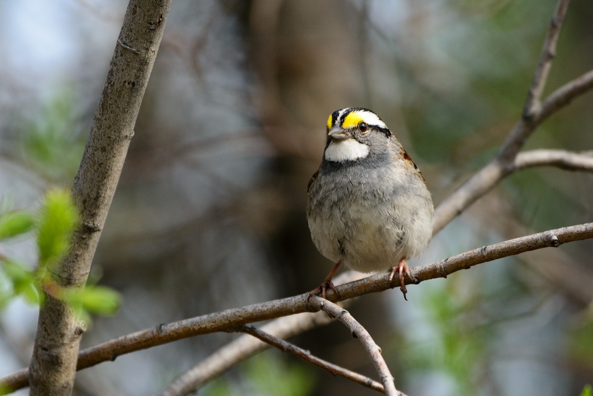 White-throated Sparrow - Vicki St Germaine