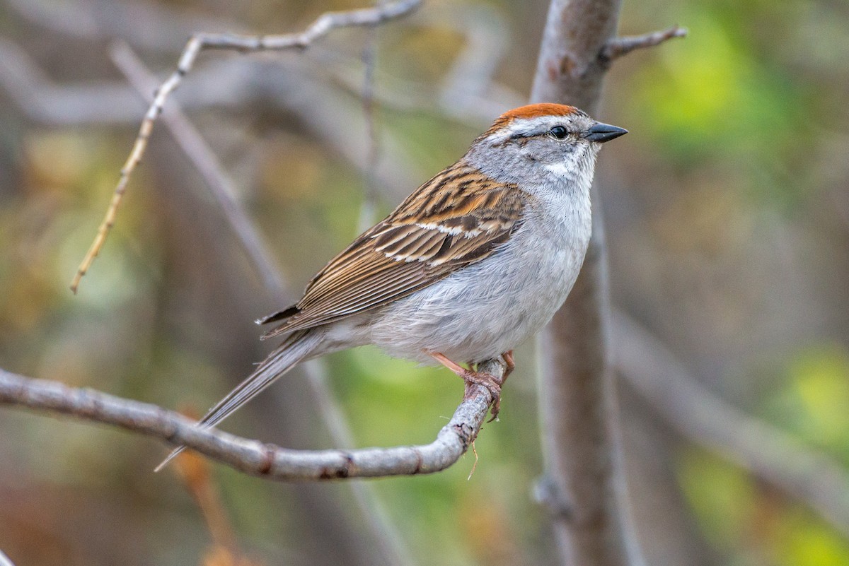 Chipping Sparrow - Vicki St Germaine