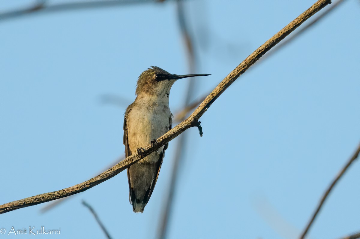 Ruby-throated Hummingbird - ML195618081