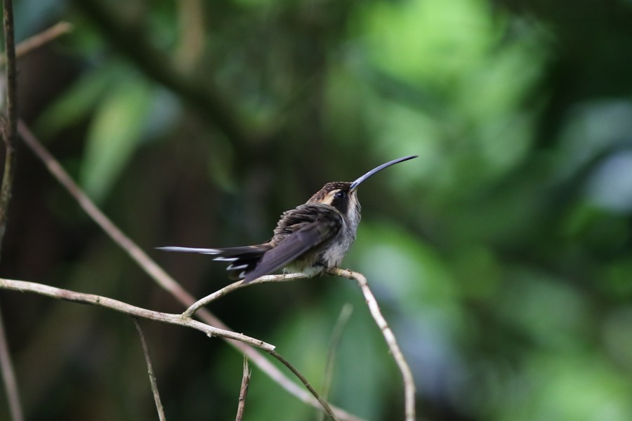 Scale-throated Hermit - Silvia Faustino Linhares