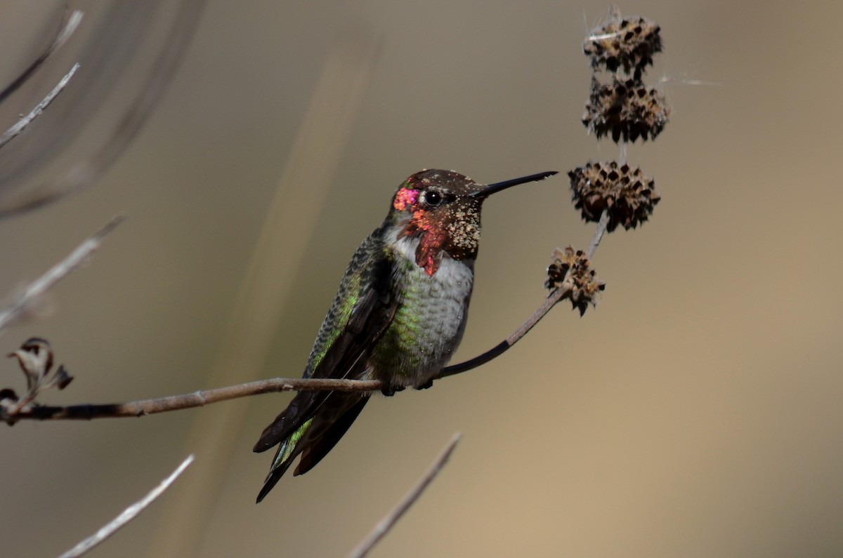 Anna's Hummingbird - ML195618921