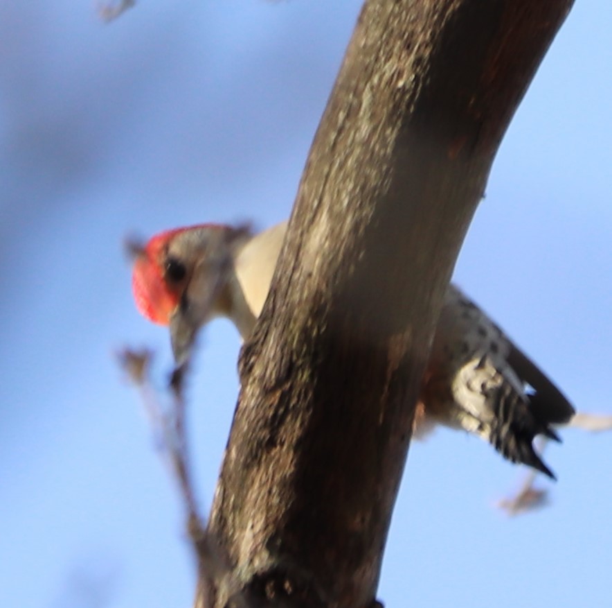 Red-bellied Woodpecker - ML195619421