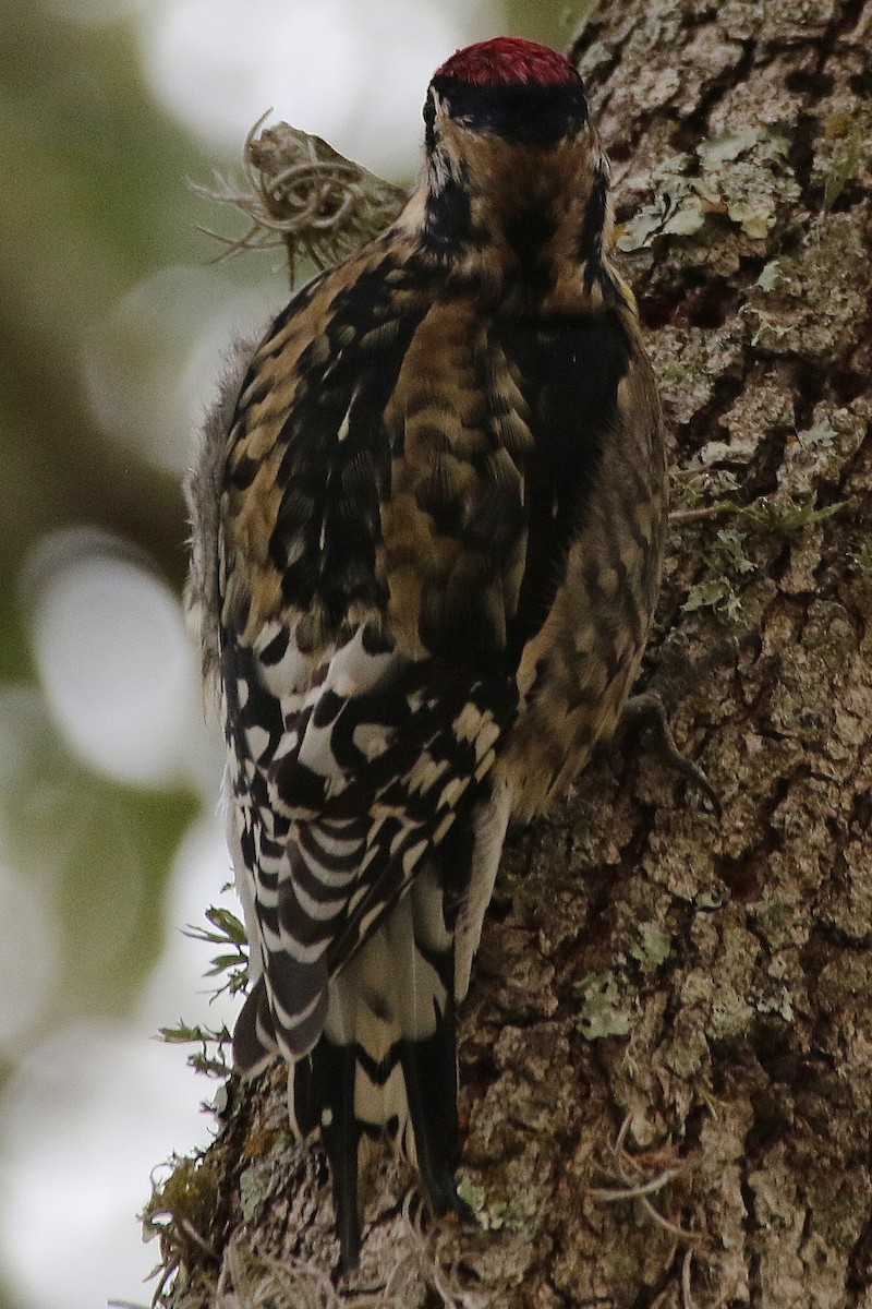 Yellow-bellied Sapsucker - Don Brode