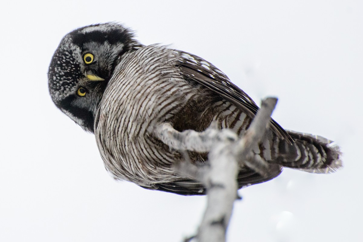 Northern Hawk Owl - Vicki St Germaine