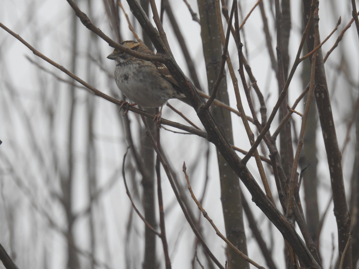 White-throated Sparrow - ML195628791