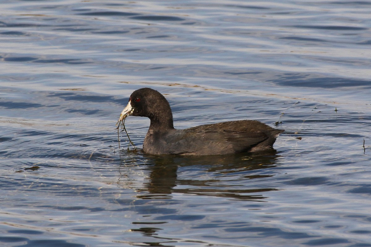 American Coot - Don Brode