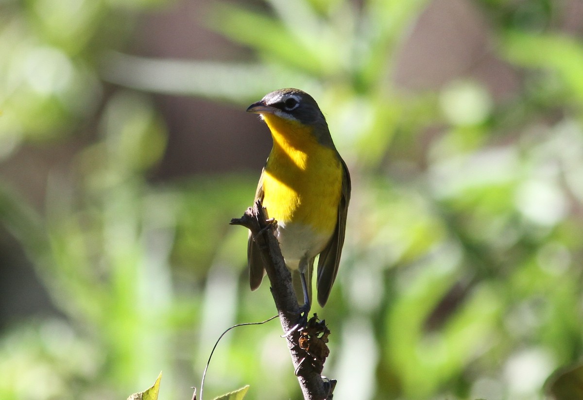Yellow-breasted Chat - ML195632591