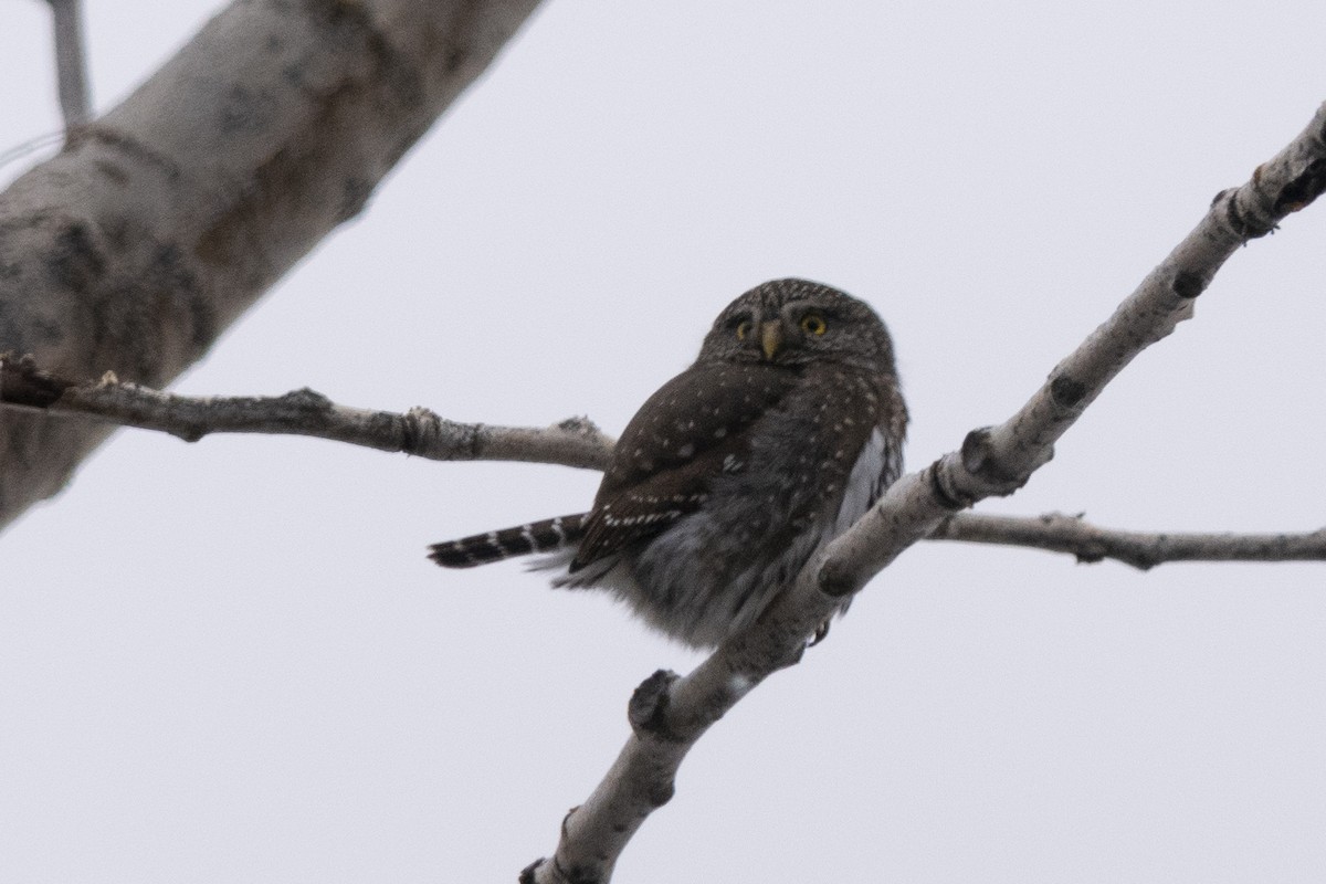 Northern Pygmy-Owl - ML195634101