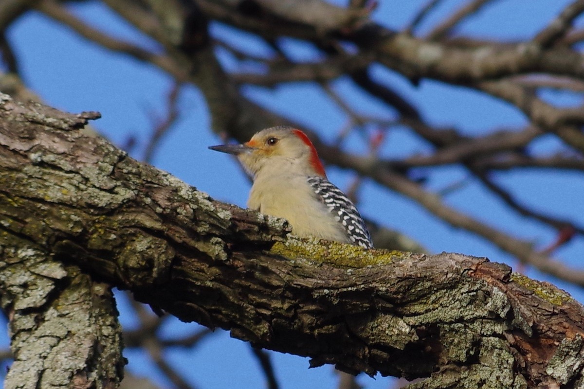 Red-bellied Woodpecker - Christopher Engel