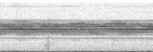 Рораймская совка (roraimae) - ML195636