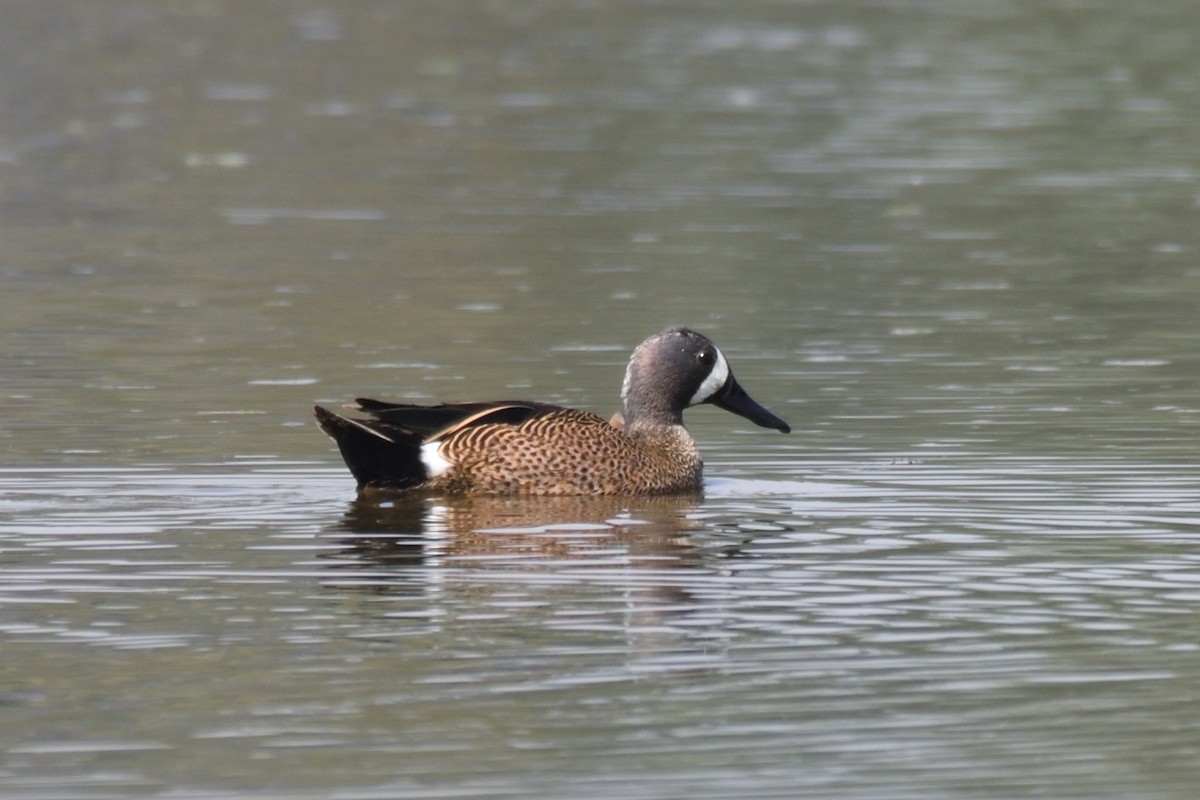 Blue-winged Teal - ML195638861