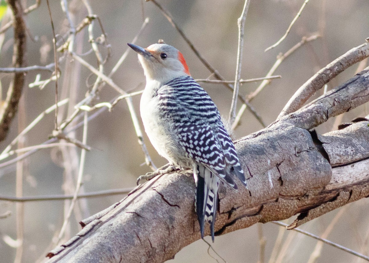 Red-bellied Woodpecker - Michelle Knoernschild