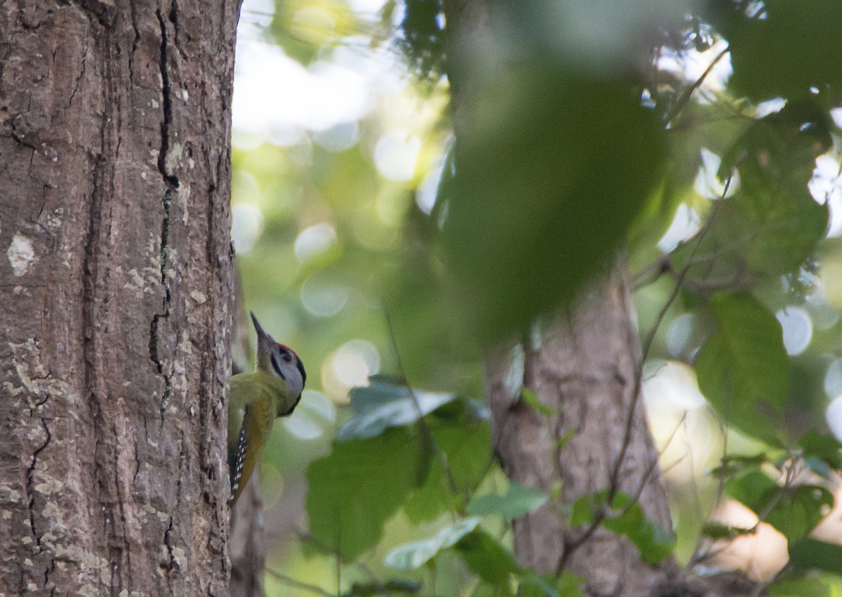 Gray-headed Woodpecker - ML195643051