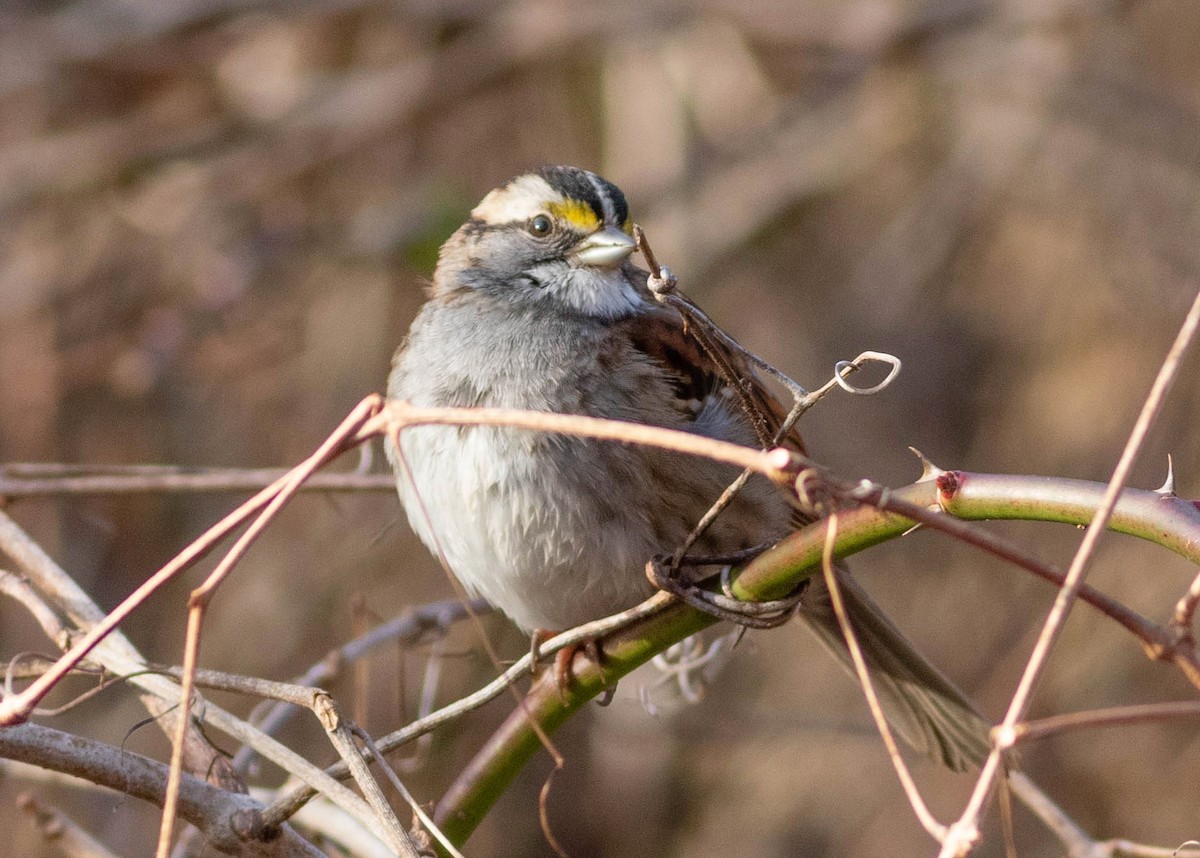White-throated Sparrow - Michelle Knoernschild