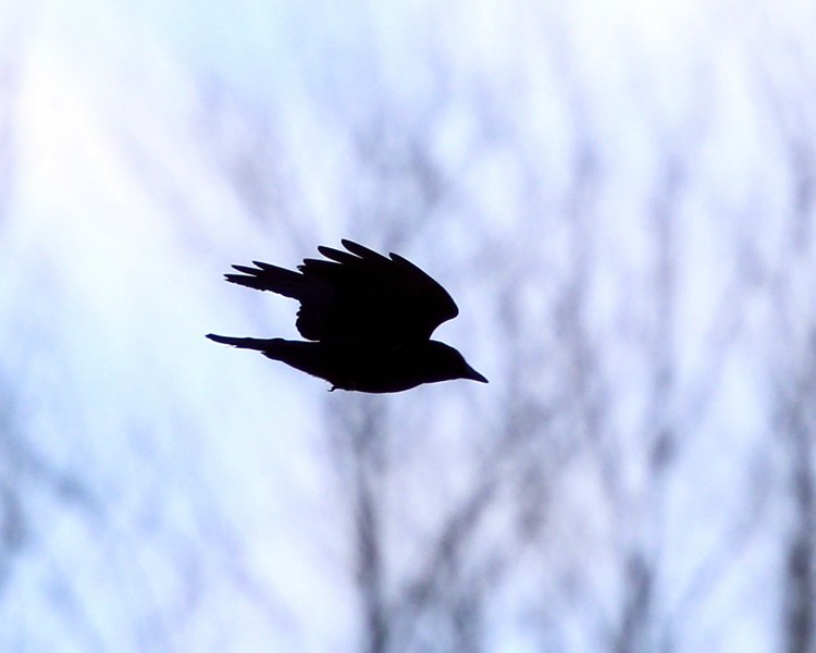 Fish Crow - Tom Murray