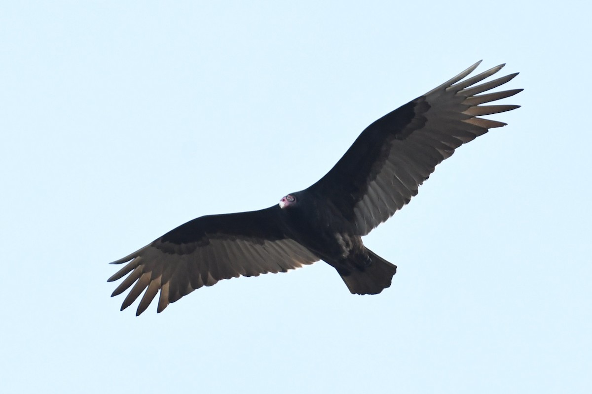 Turkey Vulture - Barry Blust