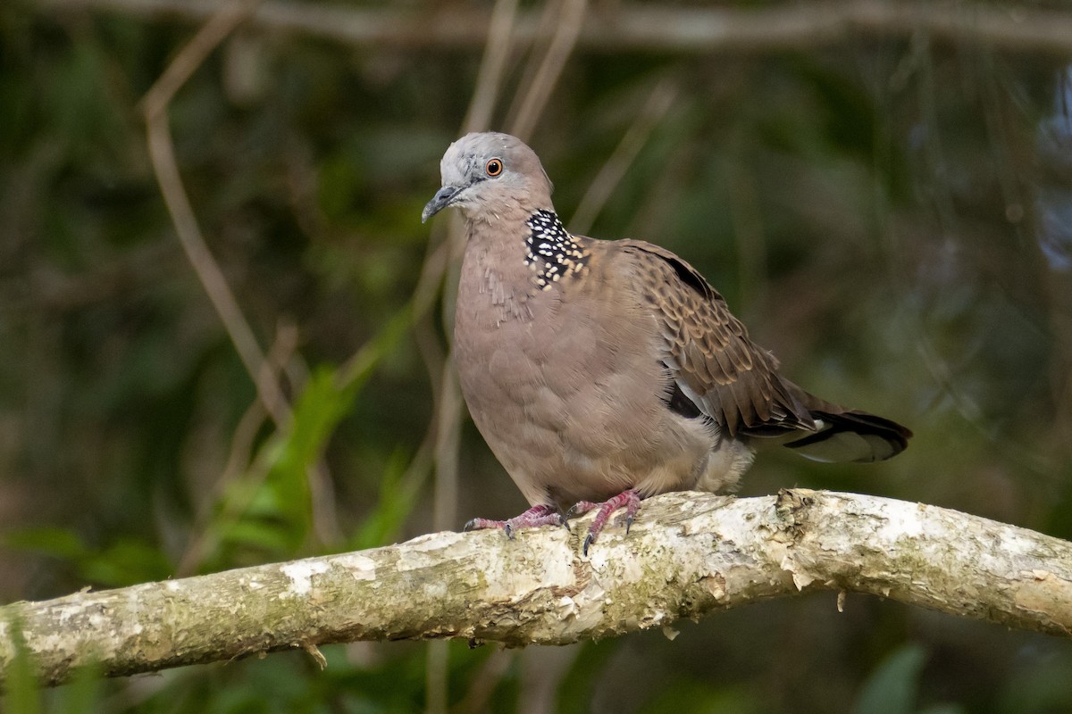 Spotted Dove - Andreas Heikaus