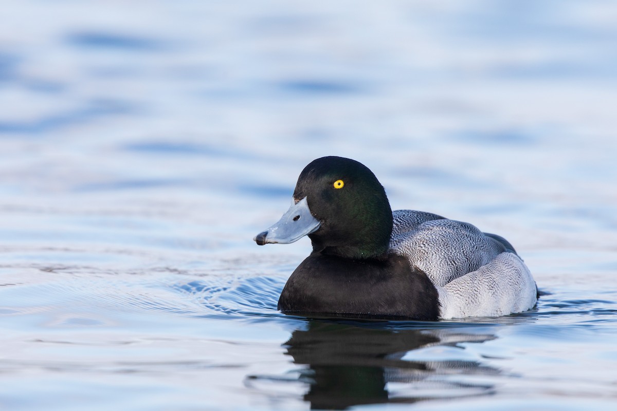 Greater Scaup - ML195653801