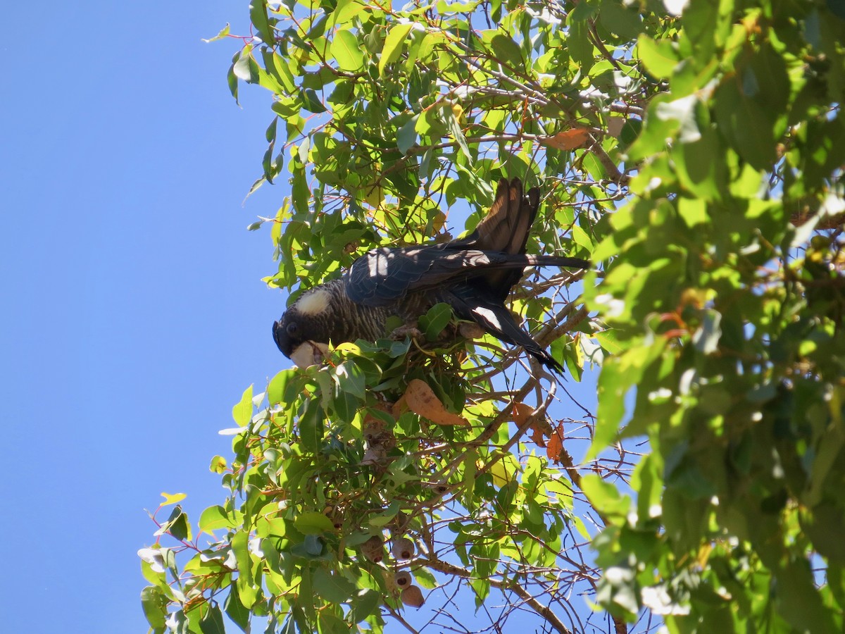 Baudin's Black-Cockatoo - Karen Wosilait