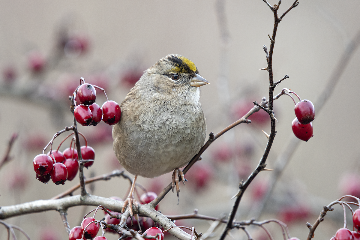 Golden-crowned Sparrow - ML195658011