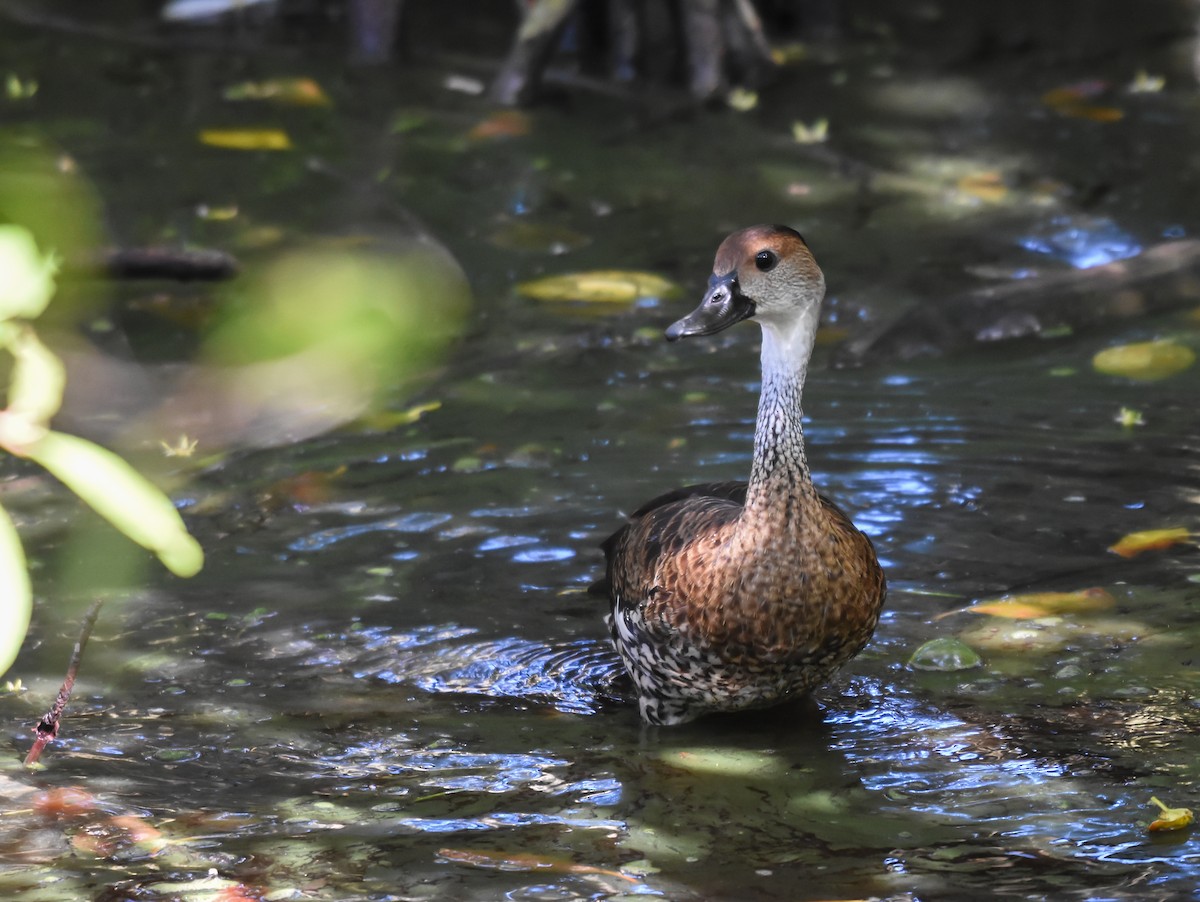 West Indian Whistling-Duck - ML195658711