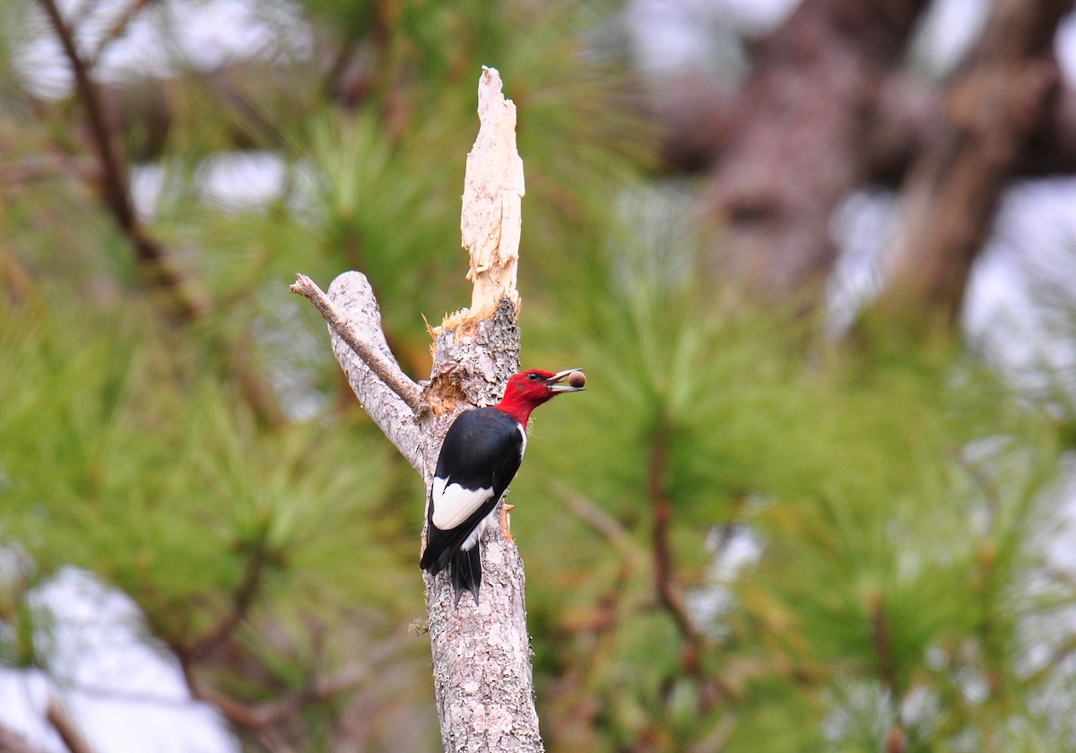 Red-headed Woodpecker - ML195661351