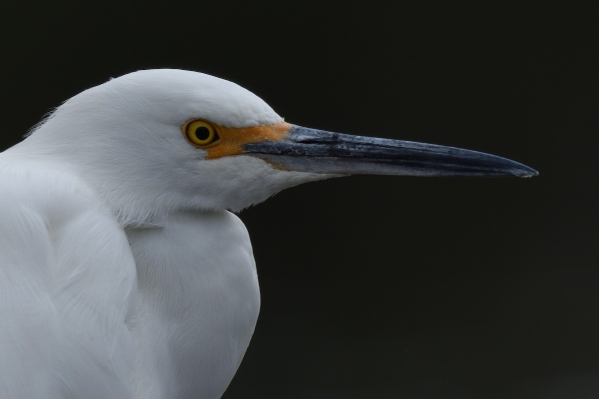 Snowy Egret - German Garcia