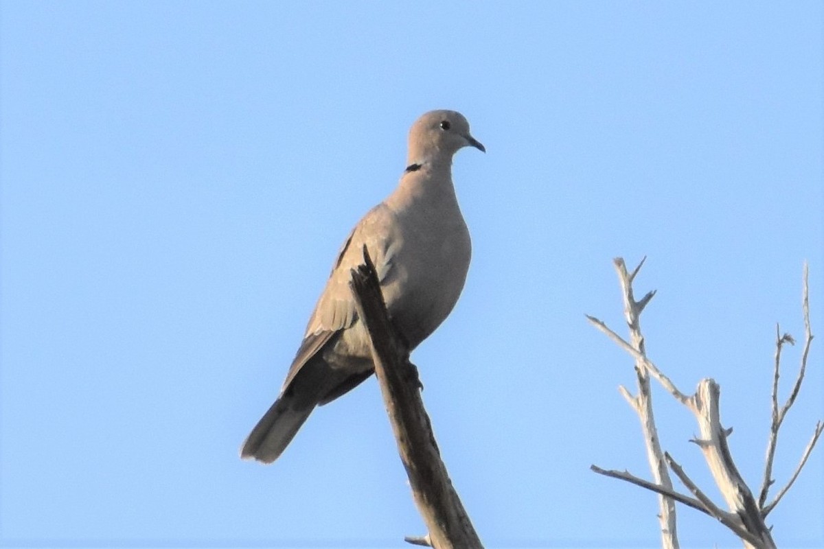 Eurasian Collared-Dove - Chip Davis