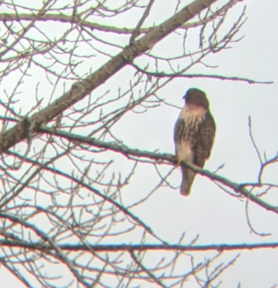Red-tailed Hawk (abieticola) - ML195671671