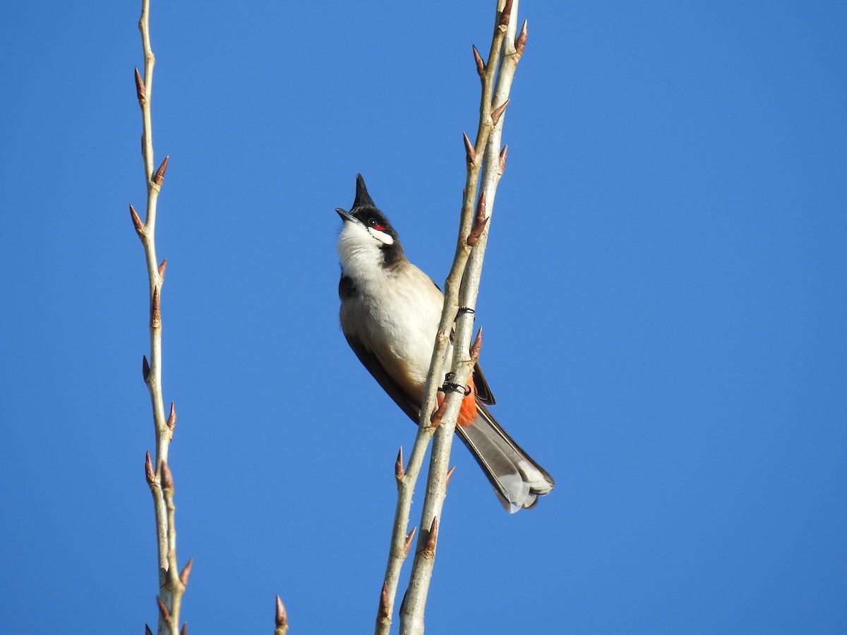 Red-whiskered Bulbul - James Maley