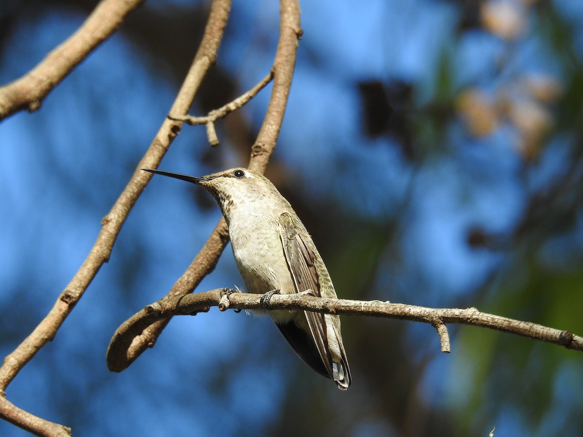 Anna's Hummingbird - James Maley