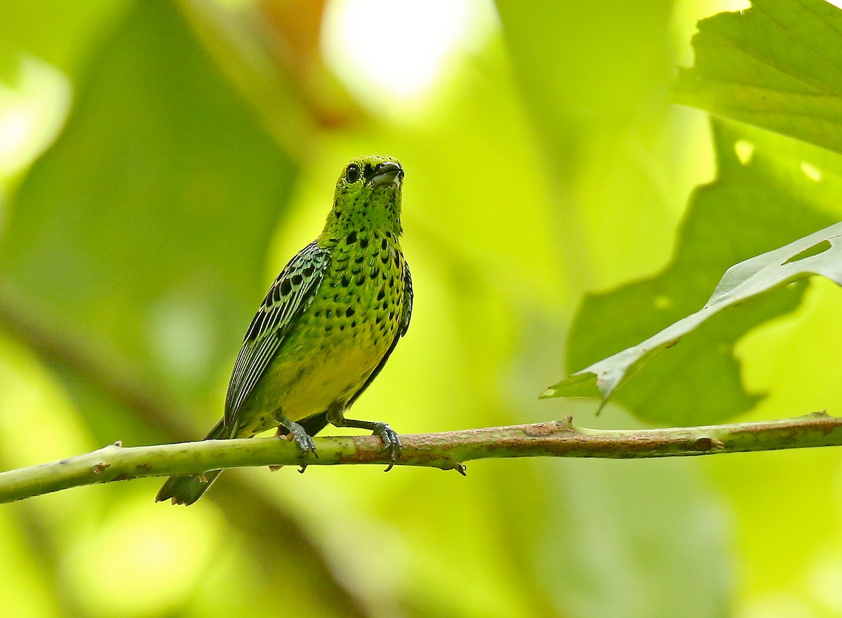 Yellow-bellied Tanager - ML195687221