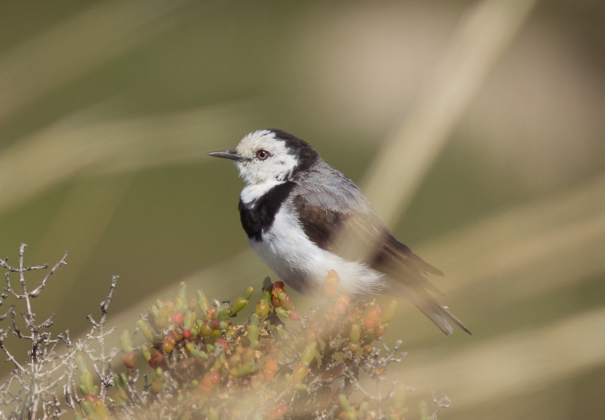White-fronted Chat - ML195687431