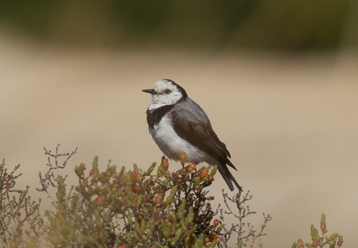 White-fronted Chat - ML195687441