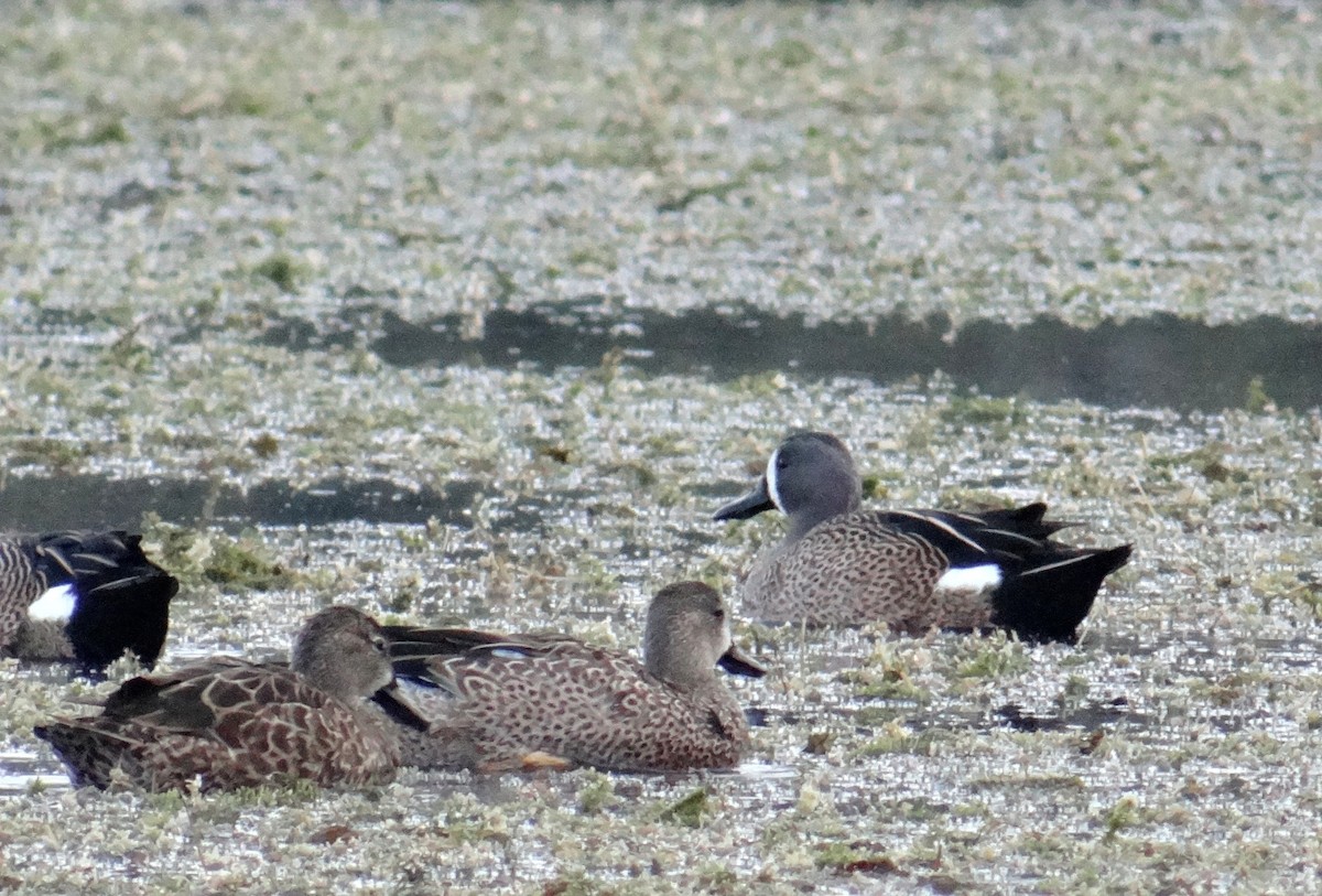 Blue-winged Teal - ML195691001